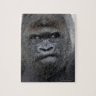 Flachlandgorilla, Gorilla gorilla, Puzzle