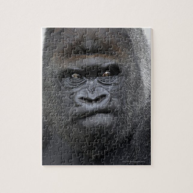 Flachlandgorilla, Gorilla gorilla, Puzzle (Vertikal)