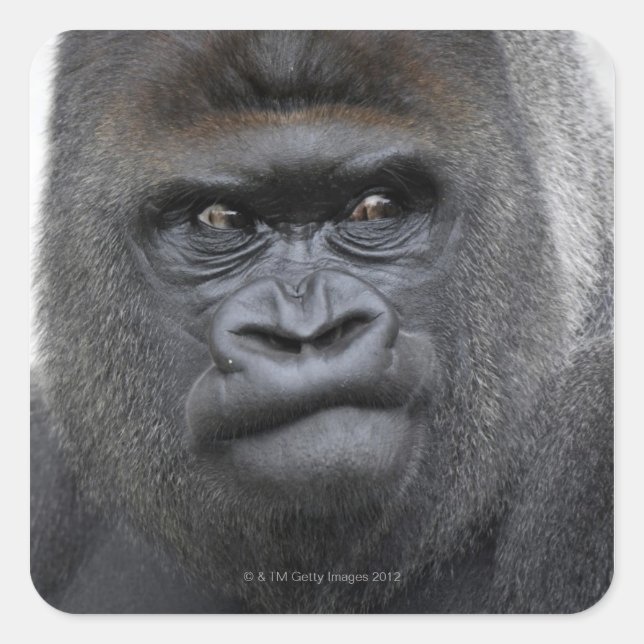 Flachlandgorilla, Gorilla gorilla, Quadratischer Aufkleber (Vorderseite)