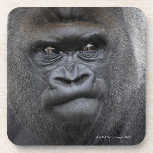 Flachlandgorilla, Gorillagorilla, Getränkeuntersetzer