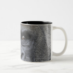 Flachlandgorilla, Gorillagorilla, Zweifarbige Tasse