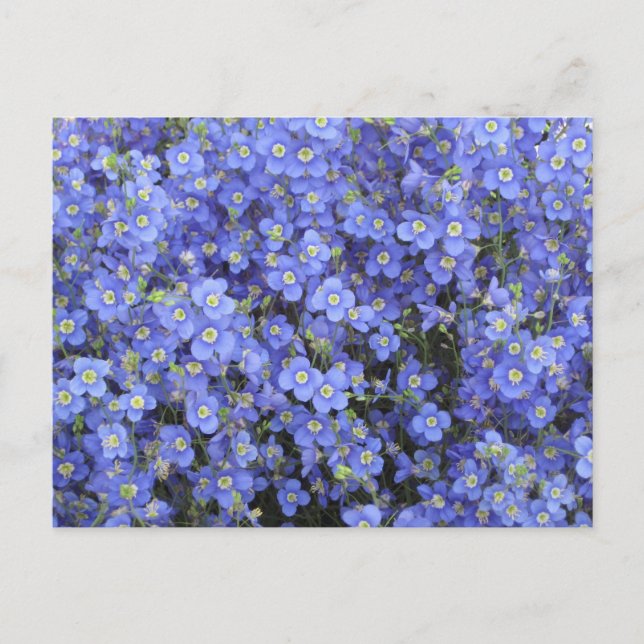 Flachs-Blume im Longwood Gardens, Pennsylvania Postkarte (Vorderseite)