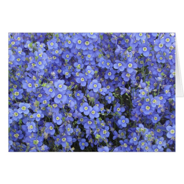 Flachs-Blumen an Longwood Gärten, Pennsylvania (Vorderseite (Horizontal))