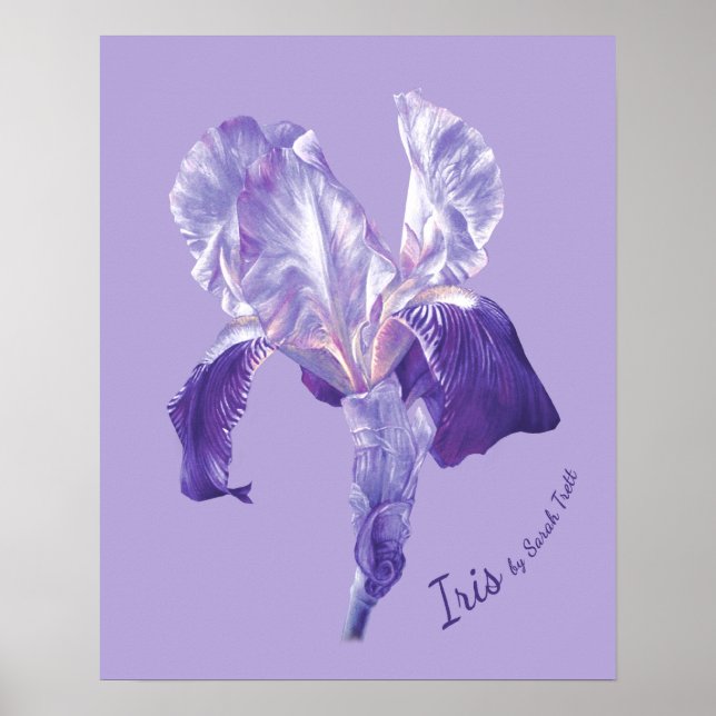 Flag Iris (lila und lila) Plakatdruck Poster (Vorne)
