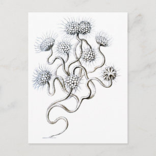 Flagellata, Ernst Haeckel Fine Art Postkarte