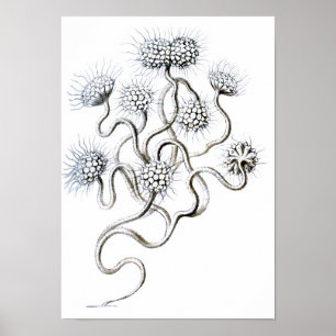 Flagellata, Ernst Haeckel-schöne Kunst Poster