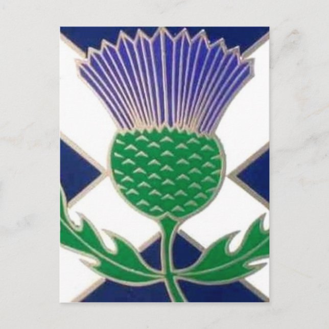 Flagge von Schottland und Thistle Postkarte (Vorderseite)