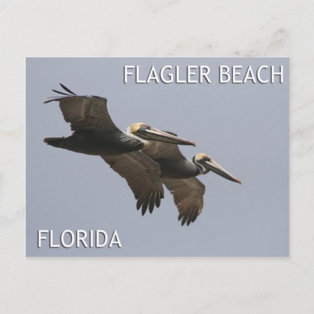 Flagler Beach Pelican Pair Postcard Postkarte (Vorderseite)