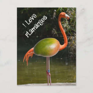 Flamango Postkarte