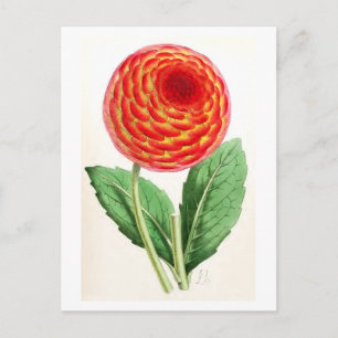"Flambeau-Dahlie" Vintage-Illustration Postkarte