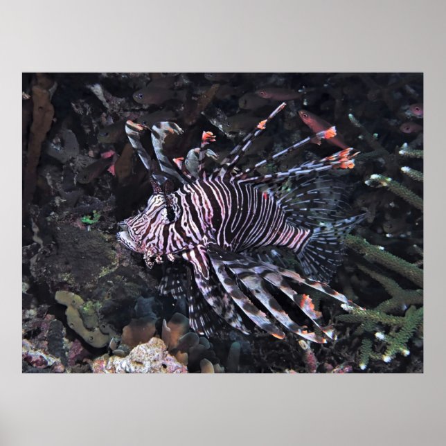 Flambouyant Lionfish Poster (Vorne)