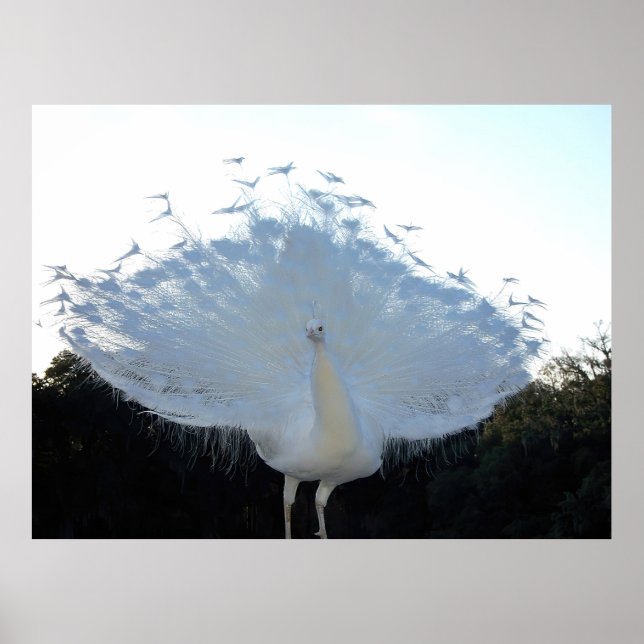 Flamboyant Albino Peacock Poster (Vorne)