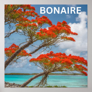 Flamboyant auf Bonaire schön Poster