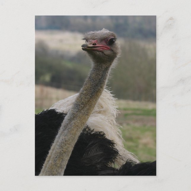 Flamboyant Ostrich Postcard Postkarte (Vorderseite)
