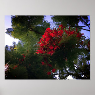 Flamboyant Tree Poster