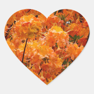 Flame Azalea Blume Herz-Aufkleber