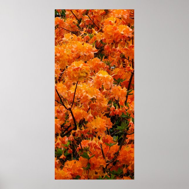 Flame Azalea Blume Poster (Vorne)