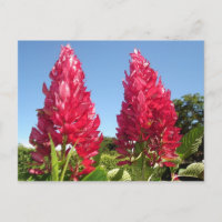 Flame-Blume-Postkarten