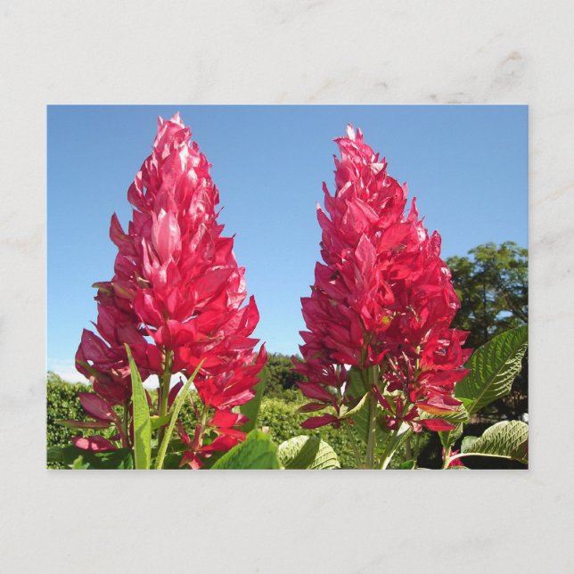 Flame-Blume-Postkarten Postkarte (Vorderseite)