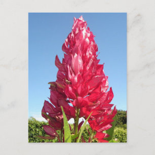 Flame-Blume (vertikal) Postkarte
