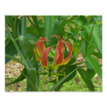 Flame Lily - Gloriosa Superba