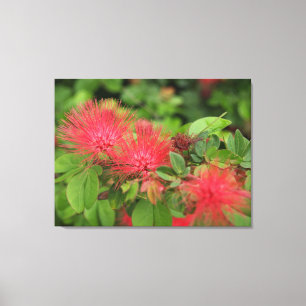 Flame Mimosa Tree Blooms Stretched Canvas Print Leinwanddruck