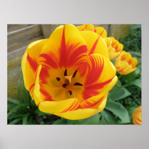 Flame Tulip Print Poster