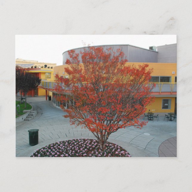FlameTree Yerba Buena Postkarte (Vorderseite)