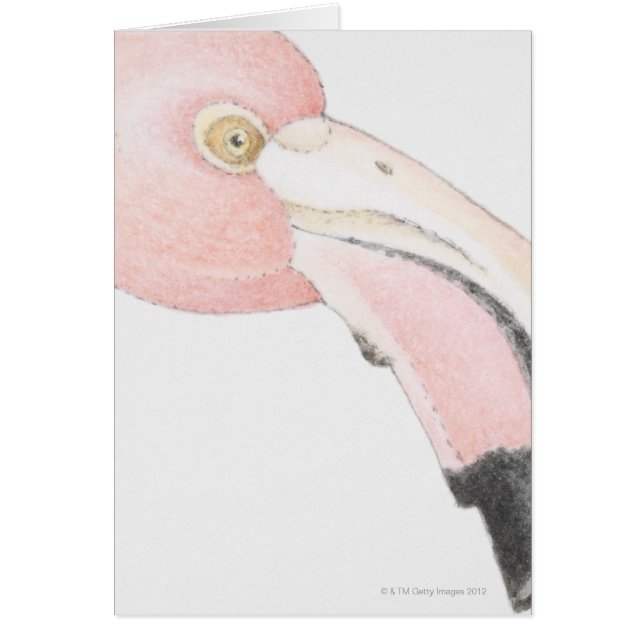 Flamingo (Vorne)