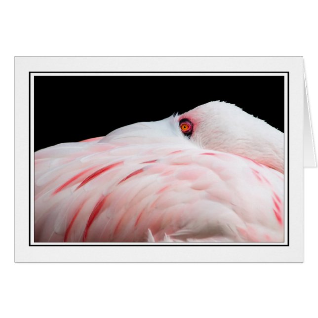 Flamingo (Vorderseite (Horizontal))
