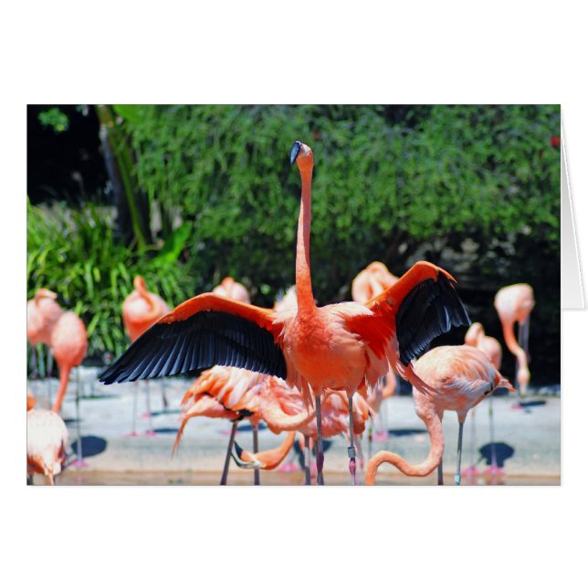 Flamingo (Vorderseite (Horizontal))