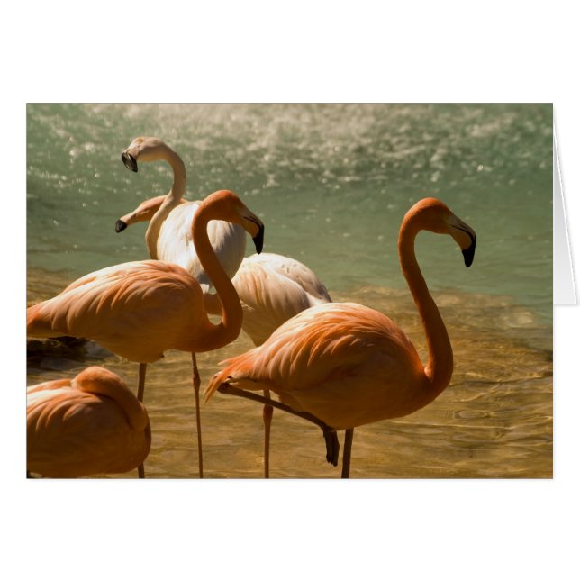 Flamingo (Vorderseite (Horizontal))