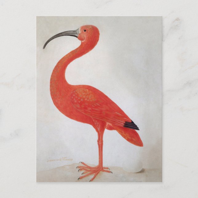 Flamingo - 17. Jahrhundert Kunst Postkarte (Vorderseite)