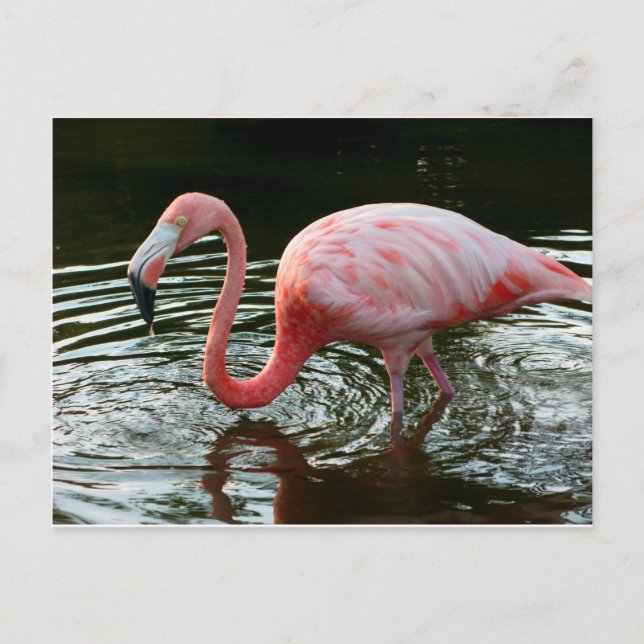 Flamingo 2 postkarte (Vorderseite)