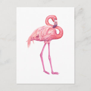 Flamingo 2 postkarte