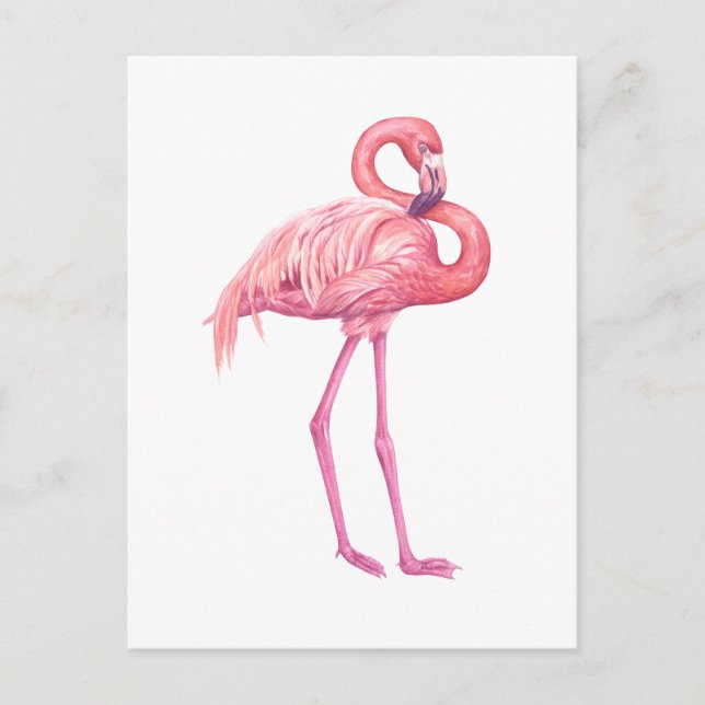 Flamingo 2 postkarte (Vorderseite)