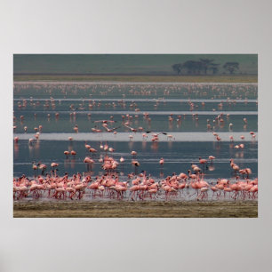 Flamingo-Ansammlung - Drucken Poster