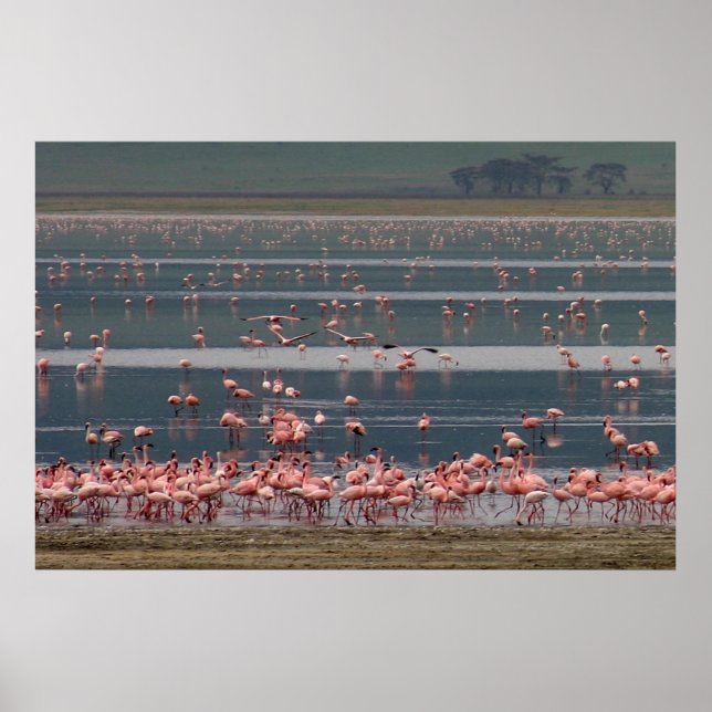 Flamingo-Ansammlung - Drucken Poster (Vorne)
