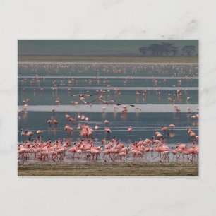 Flamingo Ansammlung - Postkarte