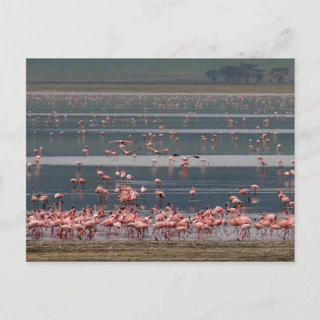 Flamingo Ansammlung - Postkarte (Vorderseite)