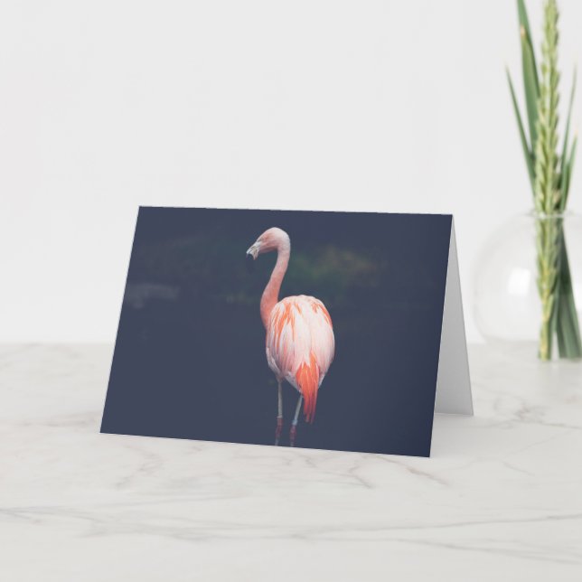 Flamingo At Dusk Karte (Vorderseite)