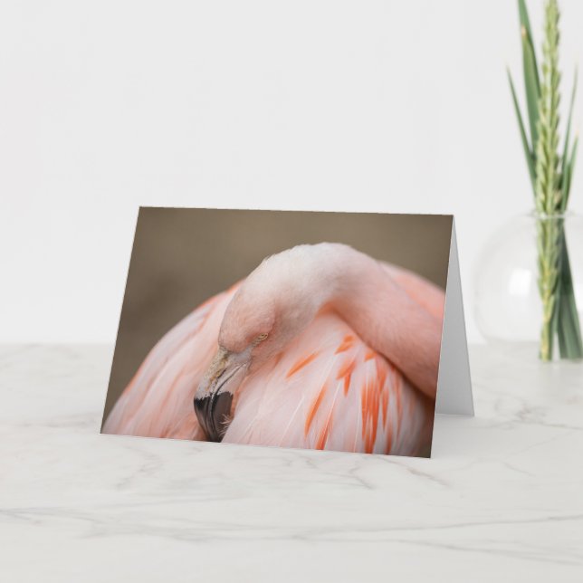 Flamingo at Rest Karte (Vorderseite)