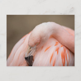 Flamingo at Rest Postkarte