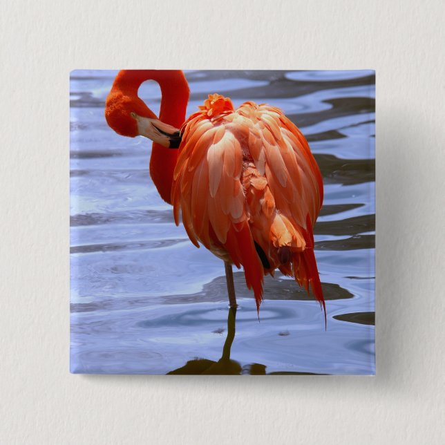 Flamingo auf einem Bein im Wasser Button (Vorderseite)
