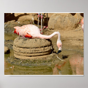 Flamingo auf seinem Nest Poster