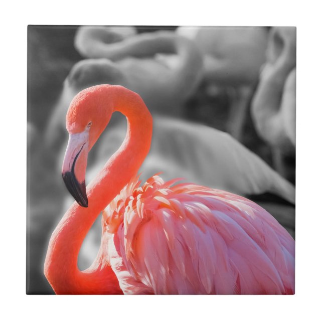 Flamingo Bird Fotografy Fliese (Vorderseite)