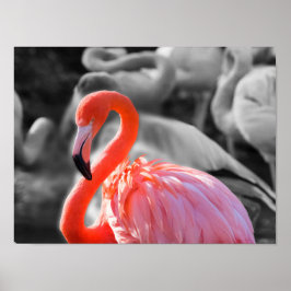 Flamingo Bird Fotografy Poster