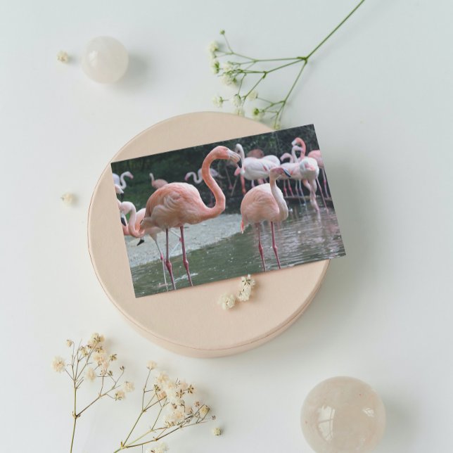 Flamingo Birds Postkarte (Von Creator hochgeladen)