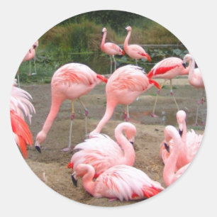 FLAMINGO CITY RUNDER AUFKLEBER