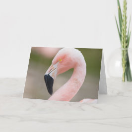 Flamingo Close Up Card Karte